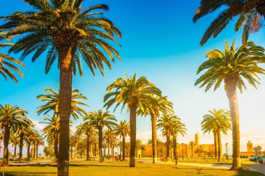 Güzel bir güneşli gün, tropikal bir tatil palmiye ağaçları. Görüntü tatil tropikal ve güneşli mutluluk.