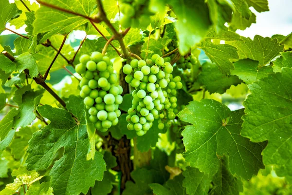 taze yeşil üzüm asma üzerinde.
