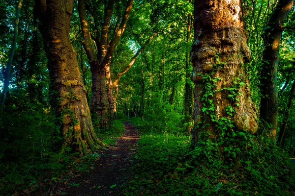 Dark moody forest with path and green trees,