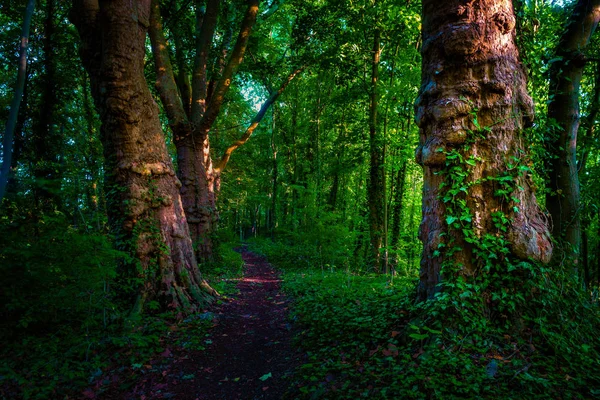 Tmavě náladový lesní cesty a zelené stromy, — Stock fotografie