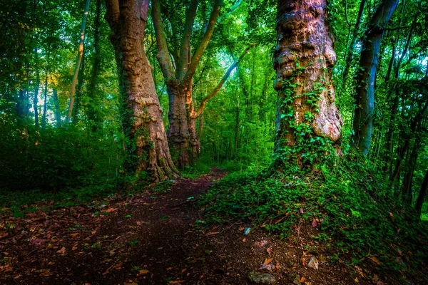 Dunkler Wald mit Pfaden und grünen Bäumen, — Stockfoto