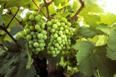taze yeşil üzüm asma üzerinde.