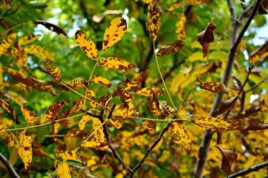 Sonbaharda ceviz yaprakları, hala ağaçta