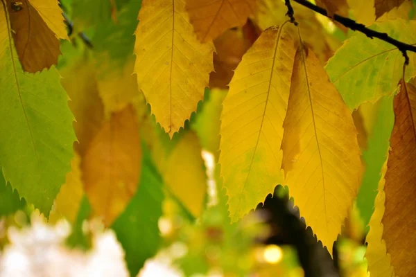 Folhas Castanha Com Cores Outono Ainda Árvore — Fotografia de Stock