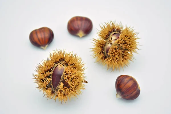 Castagne Dentro Fuori Suo Riccio Sfondo Bianco — Foto Stock