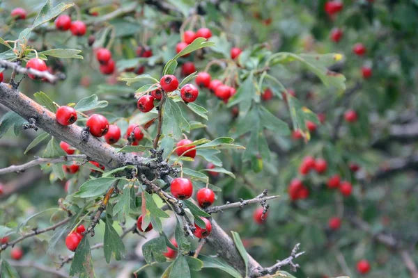 Gałęzie Majuelo Crataegus Monogyna Pełne Czerwonych Owoców Majolety Drzewie — Zdjęcie stockowe