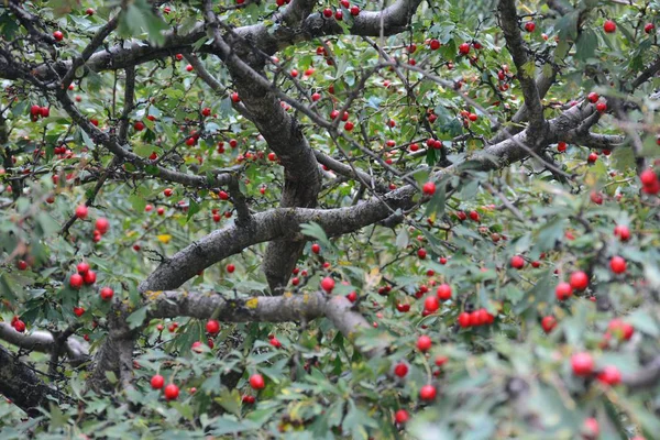 Branches Majuelo Crataegus Monogyna Full Red Fruits Majoletas His Tree — Stock Photo, Image