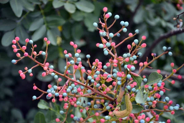 Растения Голубыми Красными Ягодами Ligustrum Japonicum — стоковое фото