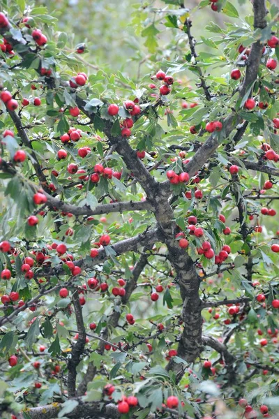 Ветви Majuelo Crataegus Monogyna Полные Красных Фруктов Majoletas Дереве — стоковое фото
