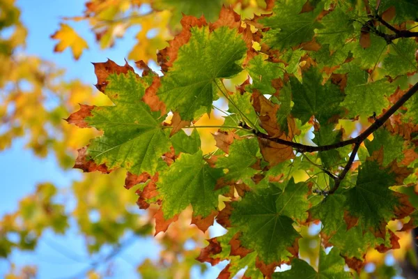 Maple Bladeren Nog Steeds Hun Takken Van Kleur Veranderen Herfst — Stockfoto