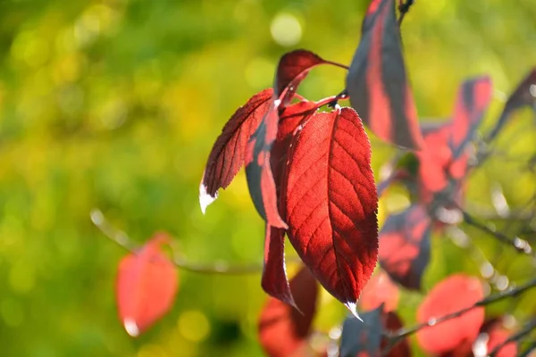 Folhas Roxas Uma Ameixa Vermelha Outono Prunus Pisardi — Fotografia de Stock