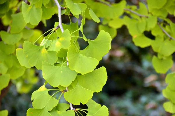 Ginkgo biloba tree leaves in early autumn
