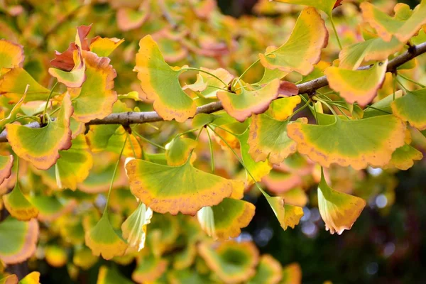 Ginkgo Biloba Árvore Folhas Início Outono — Fotografia de Stock