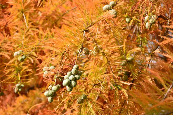 Träskcypress Taxodium Distichum Hösten — Stockfoto