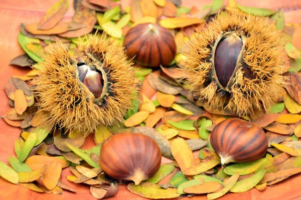 Kastanien Und Igel Auf Einem Holzteller Mit Herbstblättern — Stockfoto