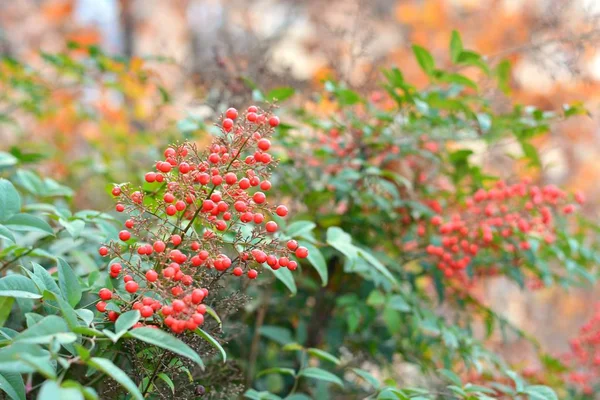 Буш Красными Ягодами Осенью Nandina Domestica — стоковое фото
