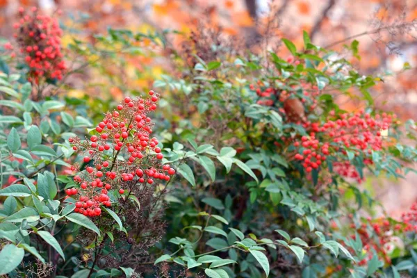 Буш Красными Ягодами Осенью Nandina Domestica — стоковое фото