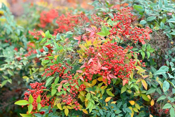 Буш Красными Ягодами Осенью Nandina Domestica — стоковое фото