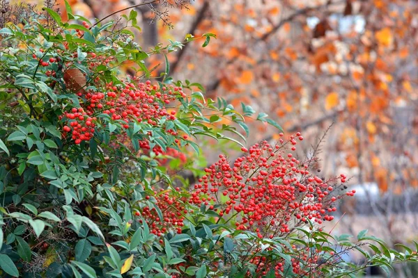 Bush Red Berries Autumn Nandina Domestica — ストック写真