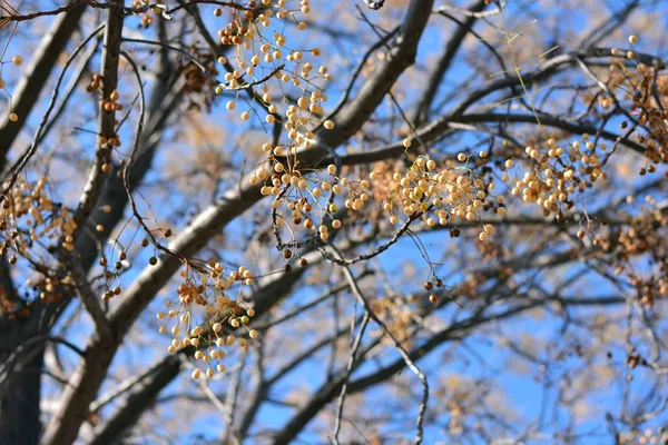 Paradiesbaum Mit Seinen Zweigen Voller Samen Spätherbst — Stockfoto