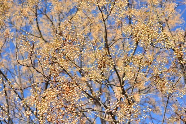 Árvore Paraíso Com Seus Ramos Cheios Sementes Final Outono — Fotografia de Stock
