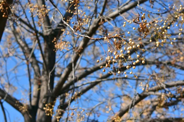 Paradiesbaum Mit Seinen Zweigen Voller Samen Spätherbst — Stockfoto
