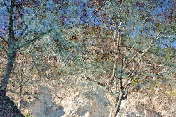 Вид Дерева Відображені Воді Ставка Природний Акварель — стокове фото