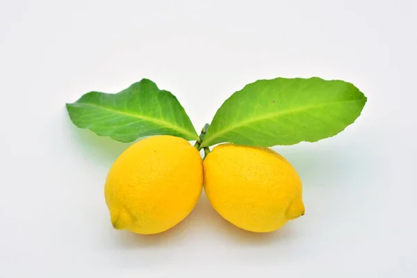 Pair Lemons Freshly Picked Tree — Stock Photo, Image