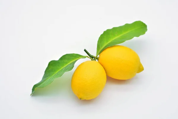 Pair Lemons Freshly Picked Tree — Stock Photo, Image