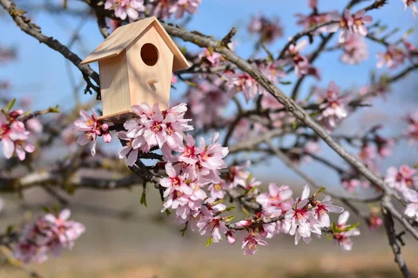 Nest house, in a tree full of almond tree flowers