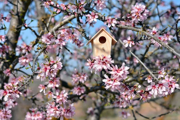 Nest house, in a tree full of almond tree flowers