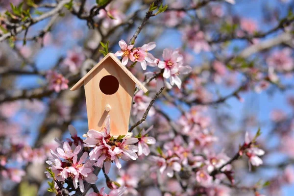 Nest house, in a tree full of almond tree flowers