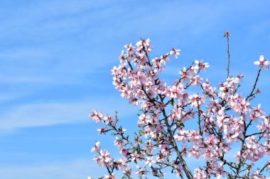 Şubat 'ta çiyli badem ağacı çiçekleri