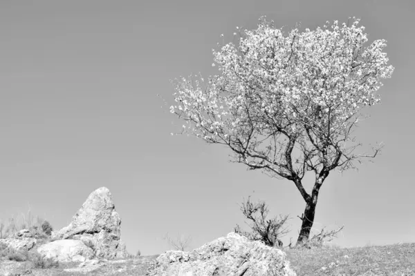 Дике Мигдалеве Дерево Повне Квітів Лютому Чорно Біле — стокове фото