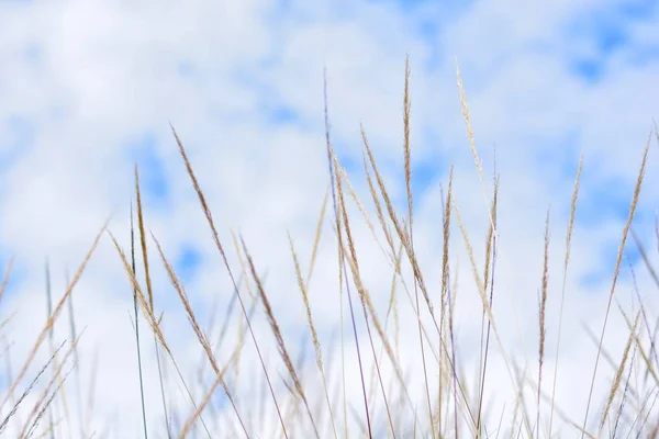 Espigas Plantas Esparto Con Fondo Cielo Nubes — Foto de Stock