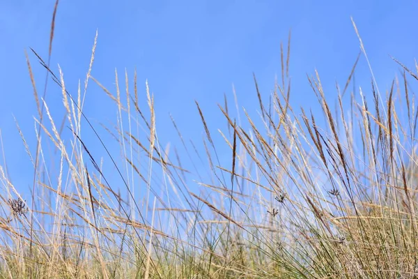 Spitzen Von Espartopflanzen Mit Himmel Und Wolken Hintergrund — Stockfoto