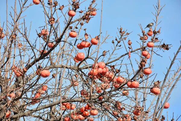 Persimmon Tree Full Its Fruits Late Autumn — Stock Photo, Image