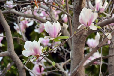 Baharda pembe manolya çiçeği