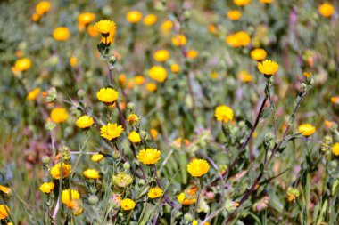 Vahşi sarı çiçekler tarlada