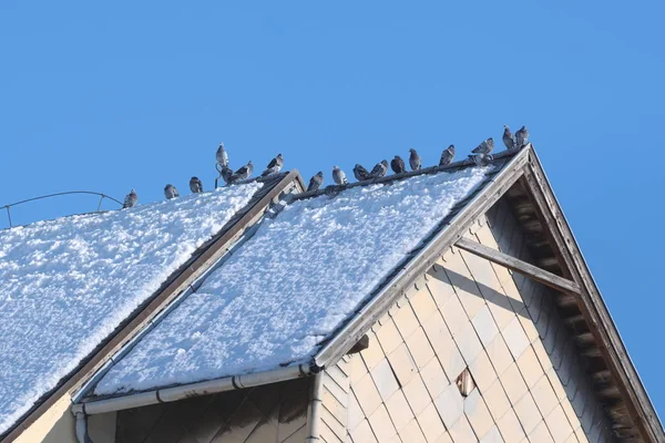 Голуби на крыше — стоковое фото