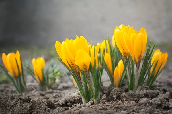 Fleurs de crocus jaunes — Photo