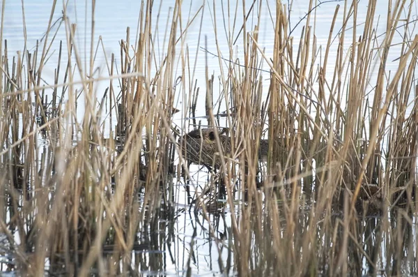 Coypu in Reeds — Stock Photo, Image