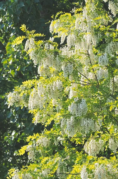 Flowering Acacia Tree — Stock Photo, Image