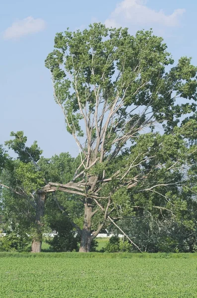 Drzewo łamane na pół — Zdjęcie stockowe