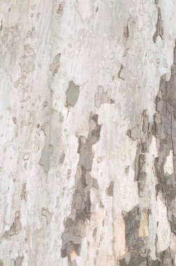 Ağaç kabuğu portre