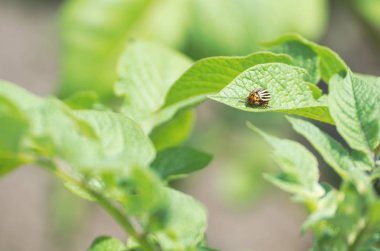 Colorado Patates böceği