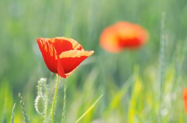 Kırmızı gelincik çiçeği