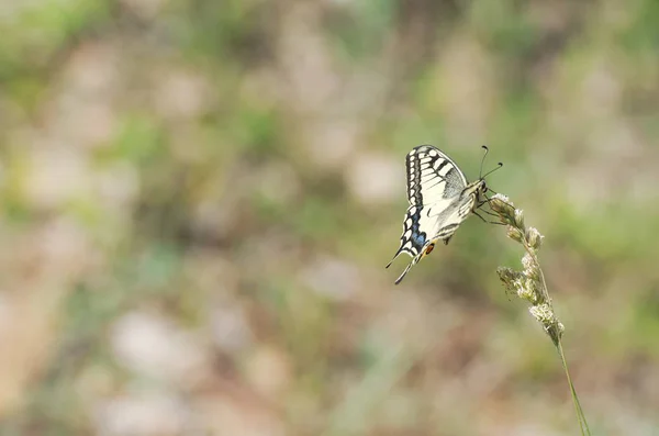 Papilio machaon kelebek — Stok fotoğraf