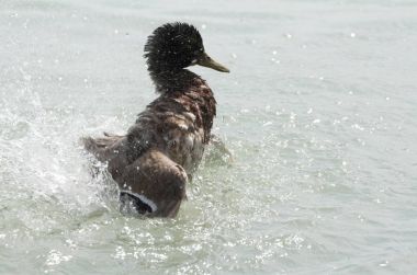 Su sıçramasına kadın yeşilbaş ördek