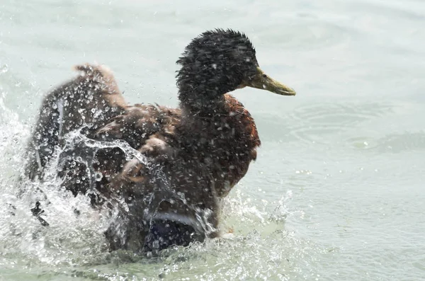 Stockenten-Weibchen planschen Wasser — Stockfoto